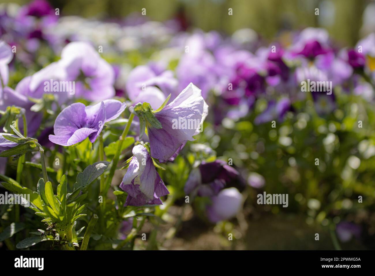 Pansies alias Pansy Veilchen (Viola tricolor hortensis) – Bild-ID: 2PWMG5A Stockfoto