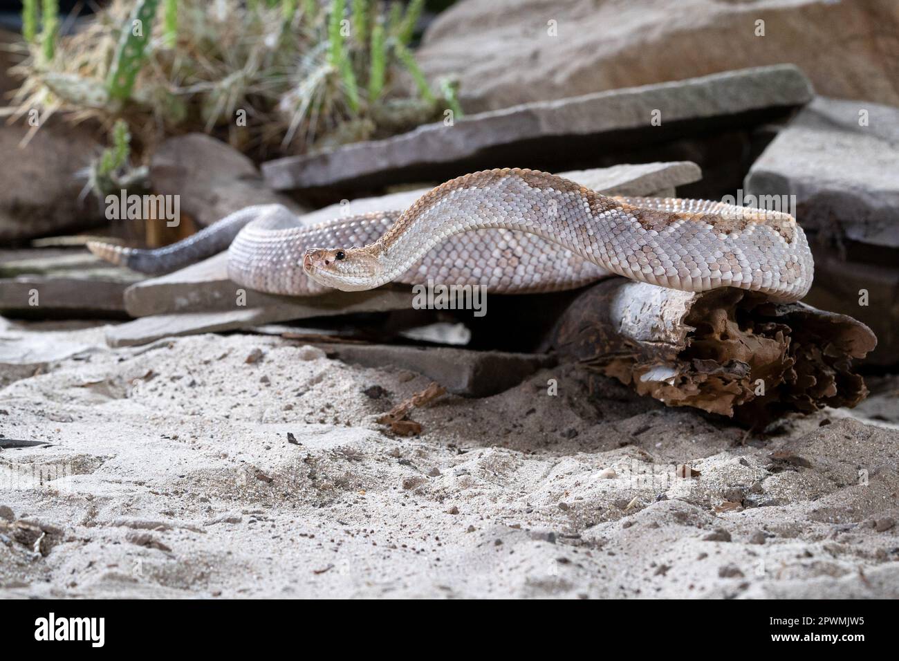 Nahaufnahme der tropischen Klapperschlange (Crotalus durissus) Stockfoto