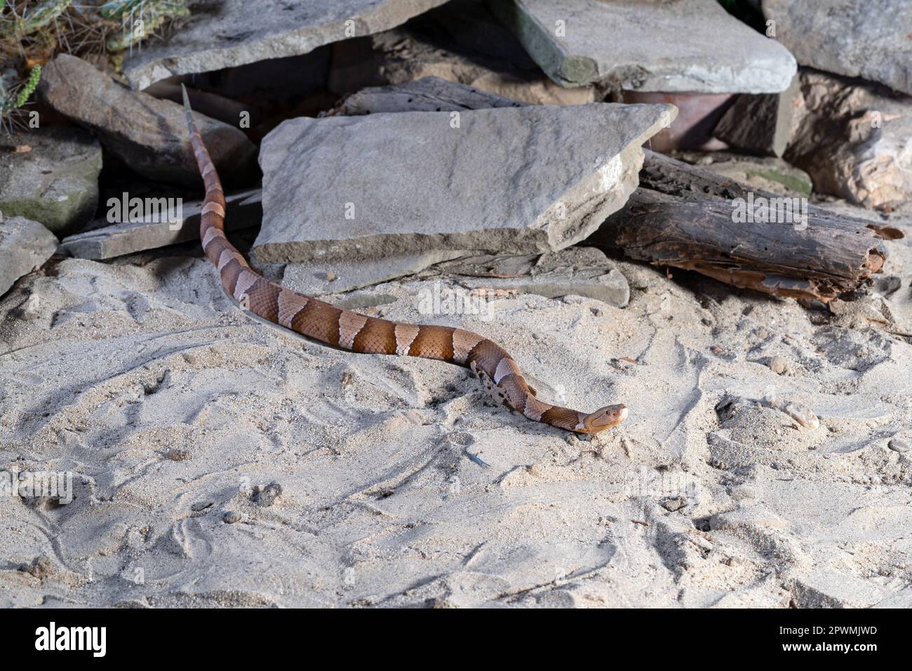 Nahaufnahme von Kupferkopf (Agkistrodon contortrix) Stockfoto