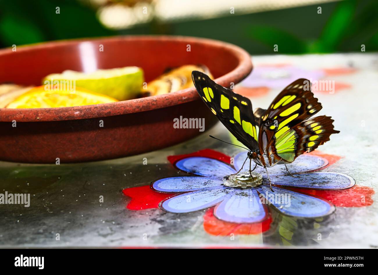 Schmetterlinge auf wunderschönen Pflanzen, während Sie in der Sonne verweilen Stockfoto