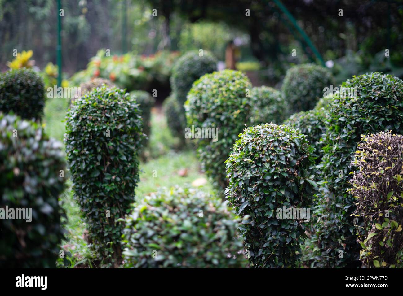 Wilde Ligustrum-Hecke Naturtextur Sampel seni-Topiar Stockfoto