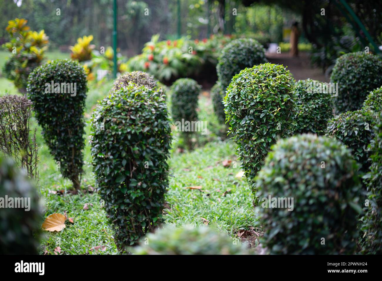 Wild Privet Ligustrum Hecke Natur Textur Sampel seni Topiary, im botanischen Garten bogor, indonesien Stockfoto