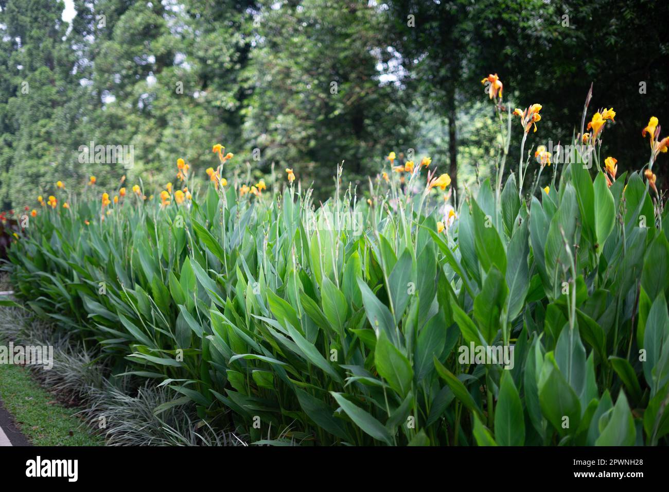 Wunderschöne Canna indica-Blume oder essbare Canna-Blume in einem Garten in Bogor Botanical Gardens, Indonesien. (Cannaceae-Familie, Liliopsida-Klasse) Stockfoto