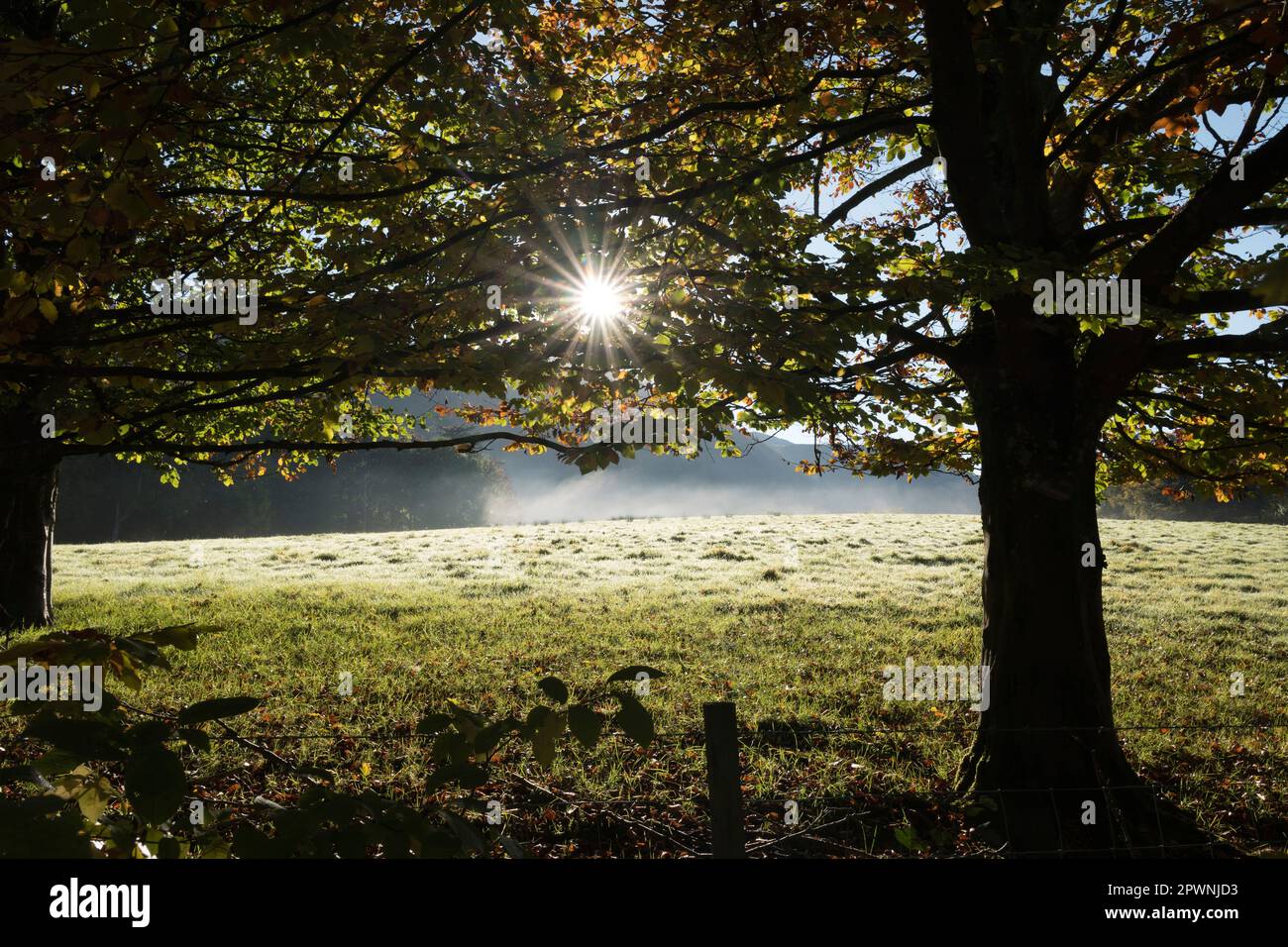 Sunstar, der durch die Bäume im Borrowdale Valley in der Nähe von Keswick, English Lake District, glitzert. Stockfoto