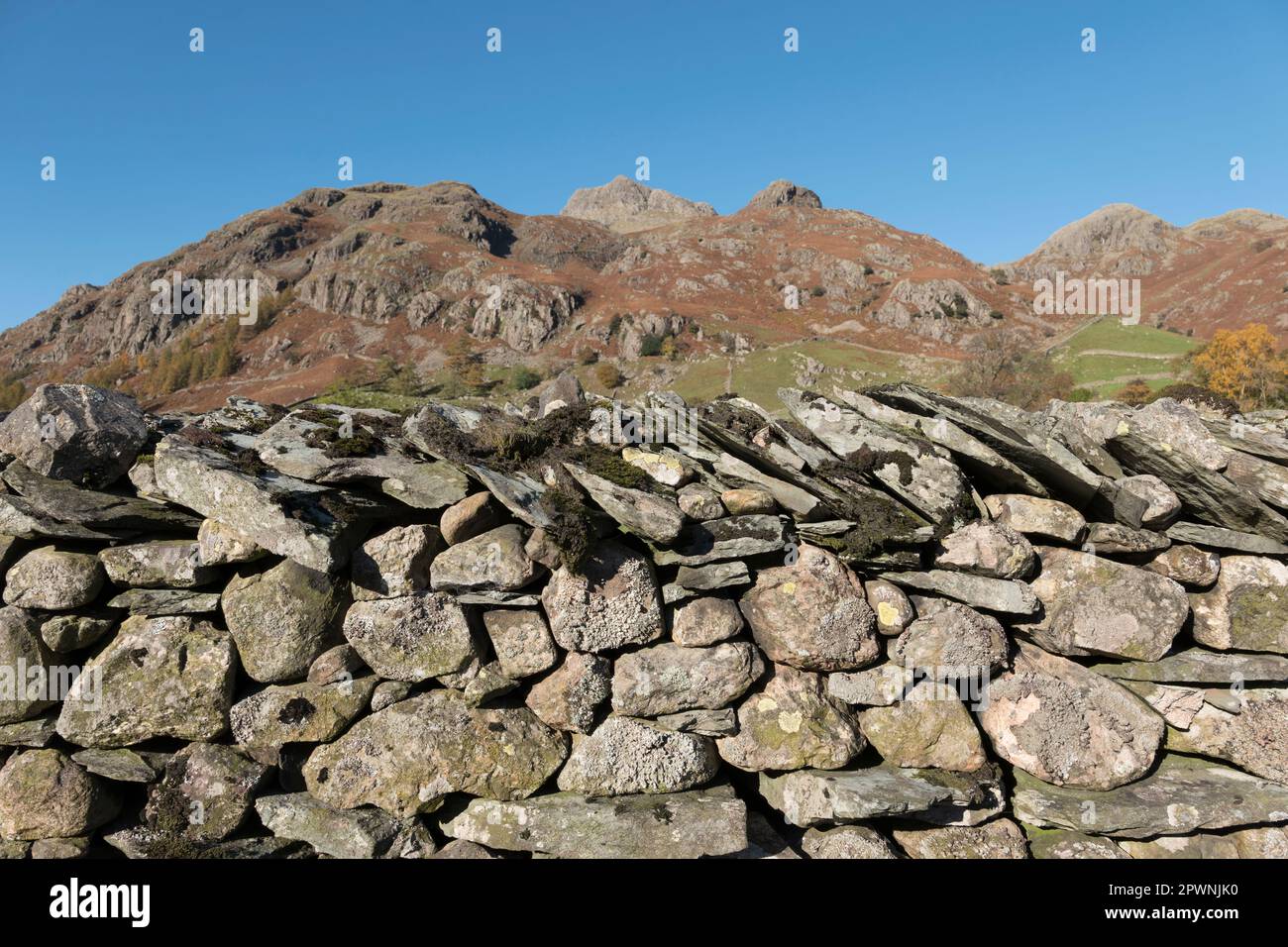 Lakeland Schieferwand Feldumrandung, Langdale Valley, English Lake District. Stockfoto