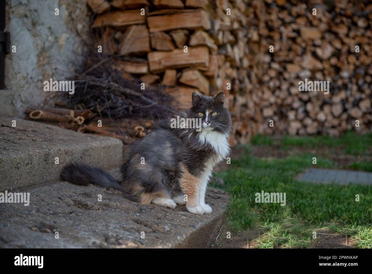 Norwegische Waldkatze fasziniert von ihrer Umgebung Stockfoto