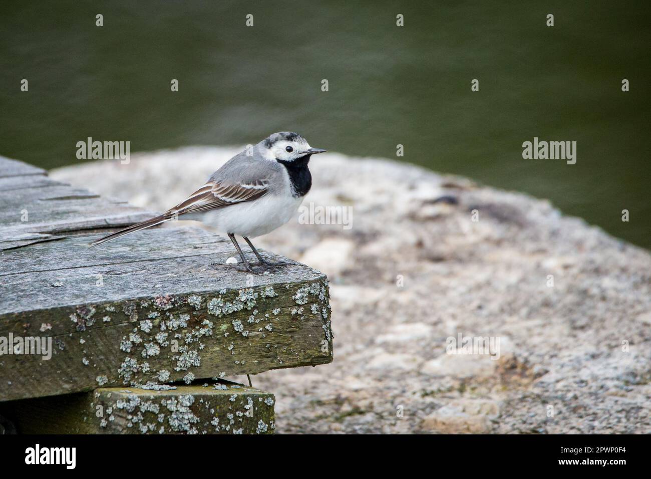 Bachstelze (Motacilla Alba) Stockfoto