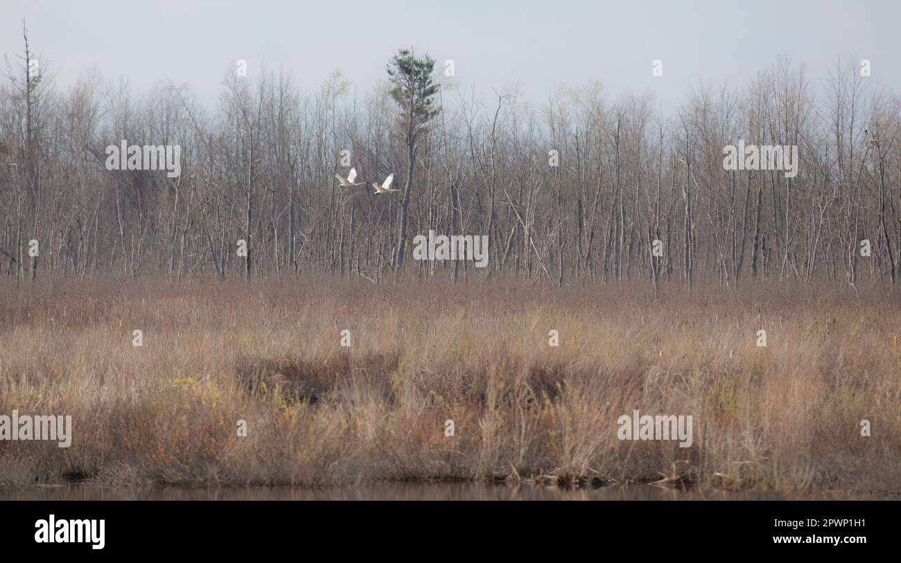 Trompeterschwäne fliegen im Frühling über ein lokales Sumpfgebiet Stockfoto