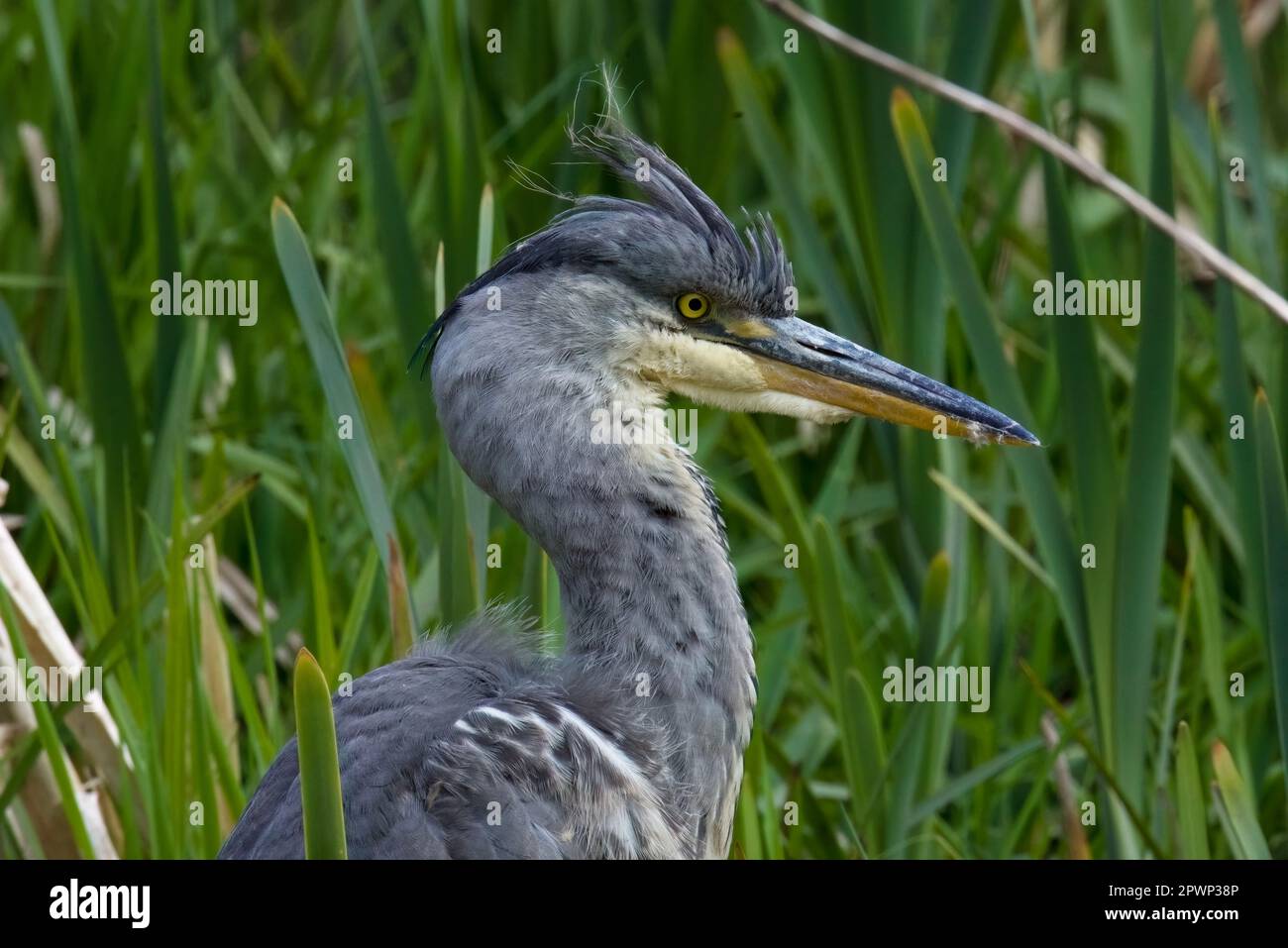 Junger Grauer Reiher Auf Morgenangeln-Expedition Stockfoto