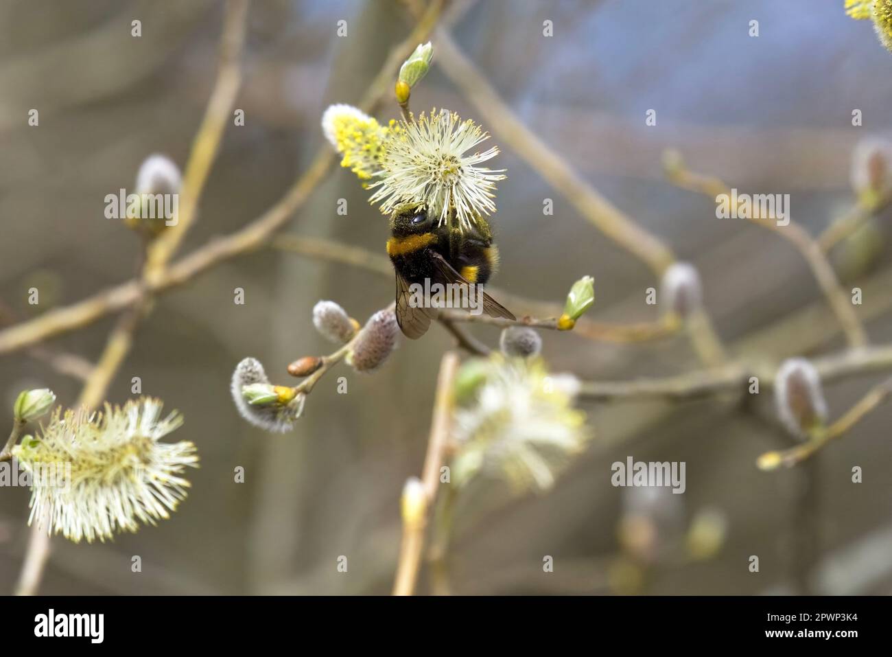 Die Bumble Bee Auf Willow Stockfoto