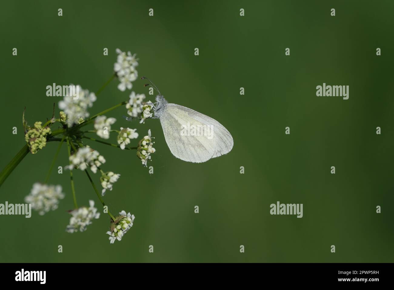 Winziger weißer Schmetterling in der Natur auf einer weißen Blütenpflanze Stockfoto