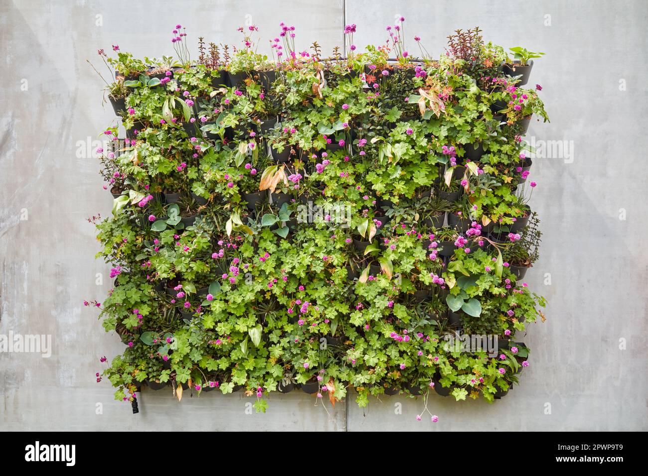 Betonwand mit Block aus Hängekörben mit grünen Pflanzen Stockfoto