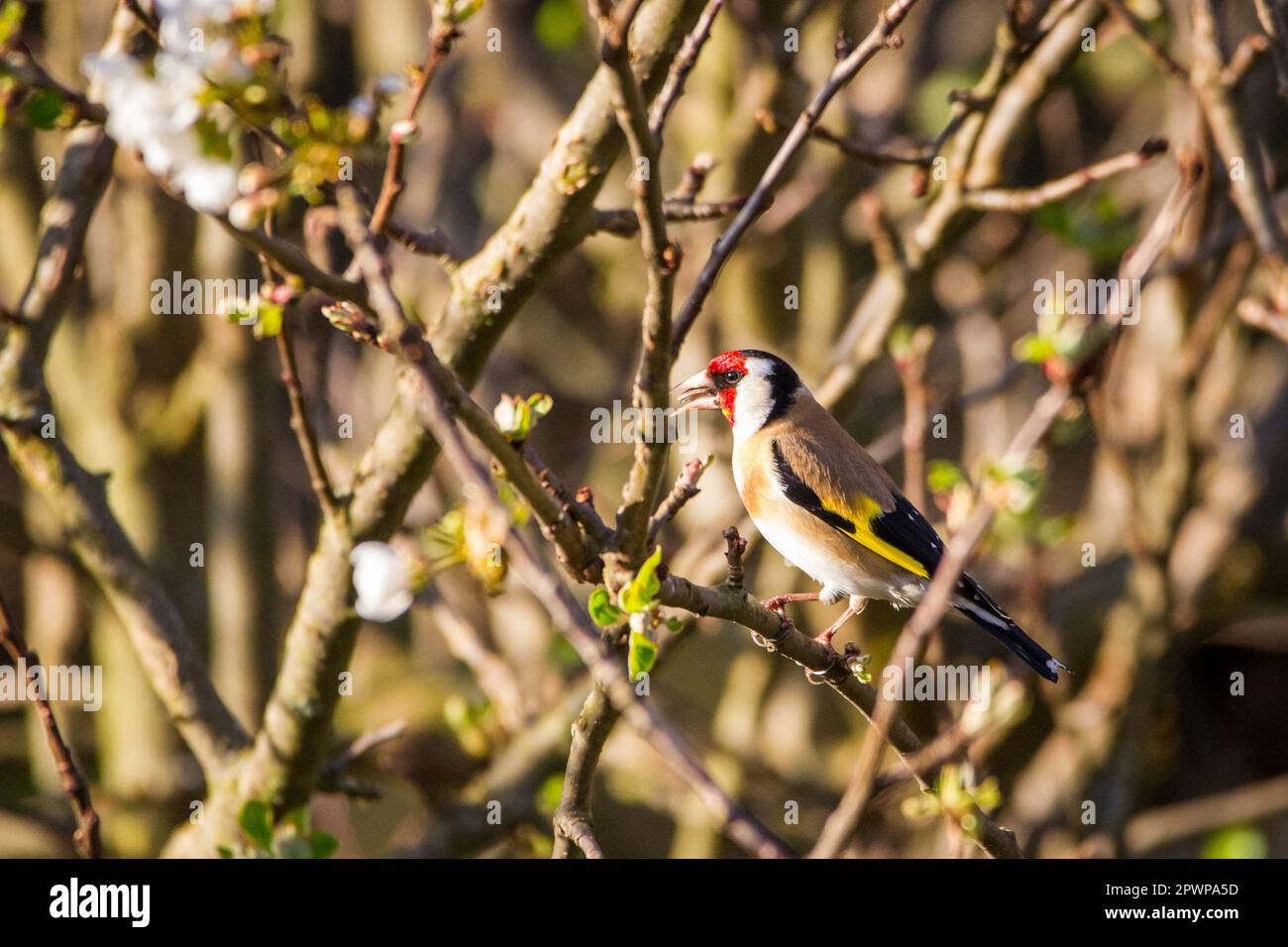 Europäische Stieglitz (Zuchtjahr Zuchtjahr) Stockfoto