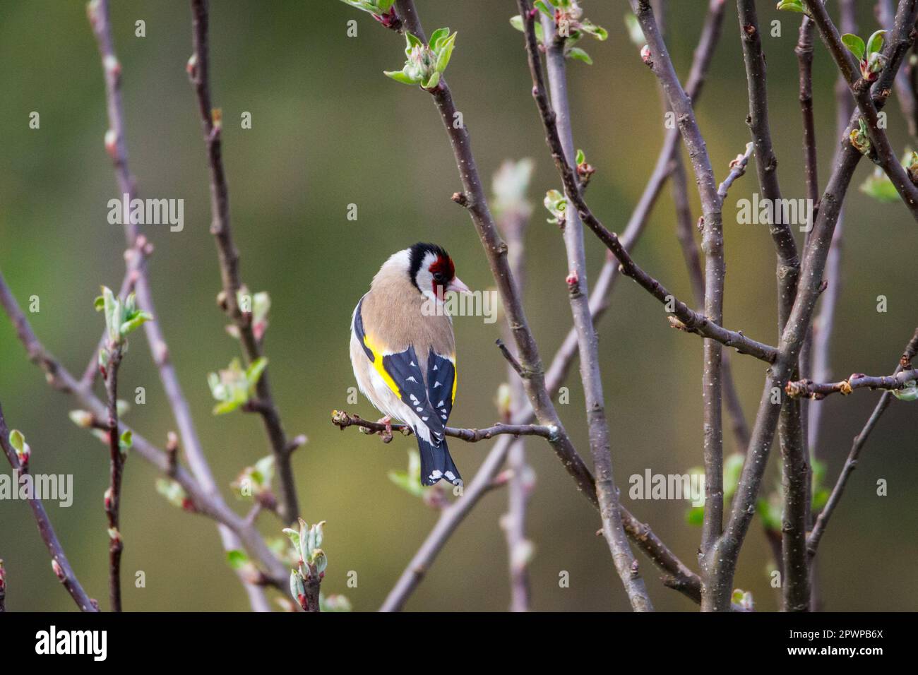 Europäische Stieglitz (Zuchtjahr Zuchtjahr) Stockfoto