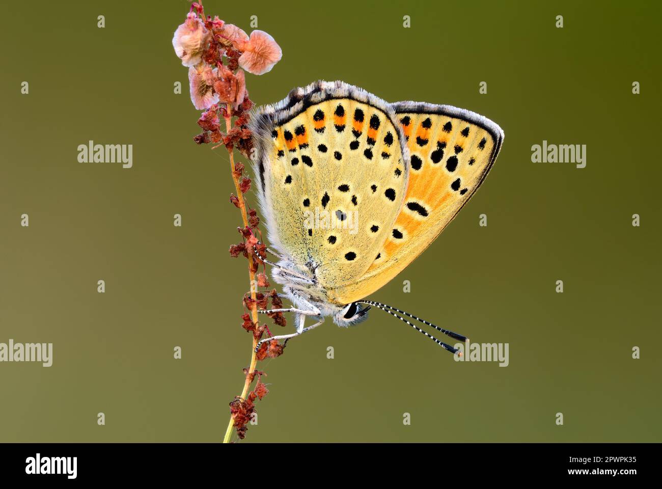 Ruß-Kupferschmetterling Lycaena tityrus weiblich, sitzt in der Abenddämmerung auf farbenfrohem Gras. Seitenansicht Porträt, Nahaufnahme. Unscharfer Hintergrund. Trencin, Slowakei Stockfoto