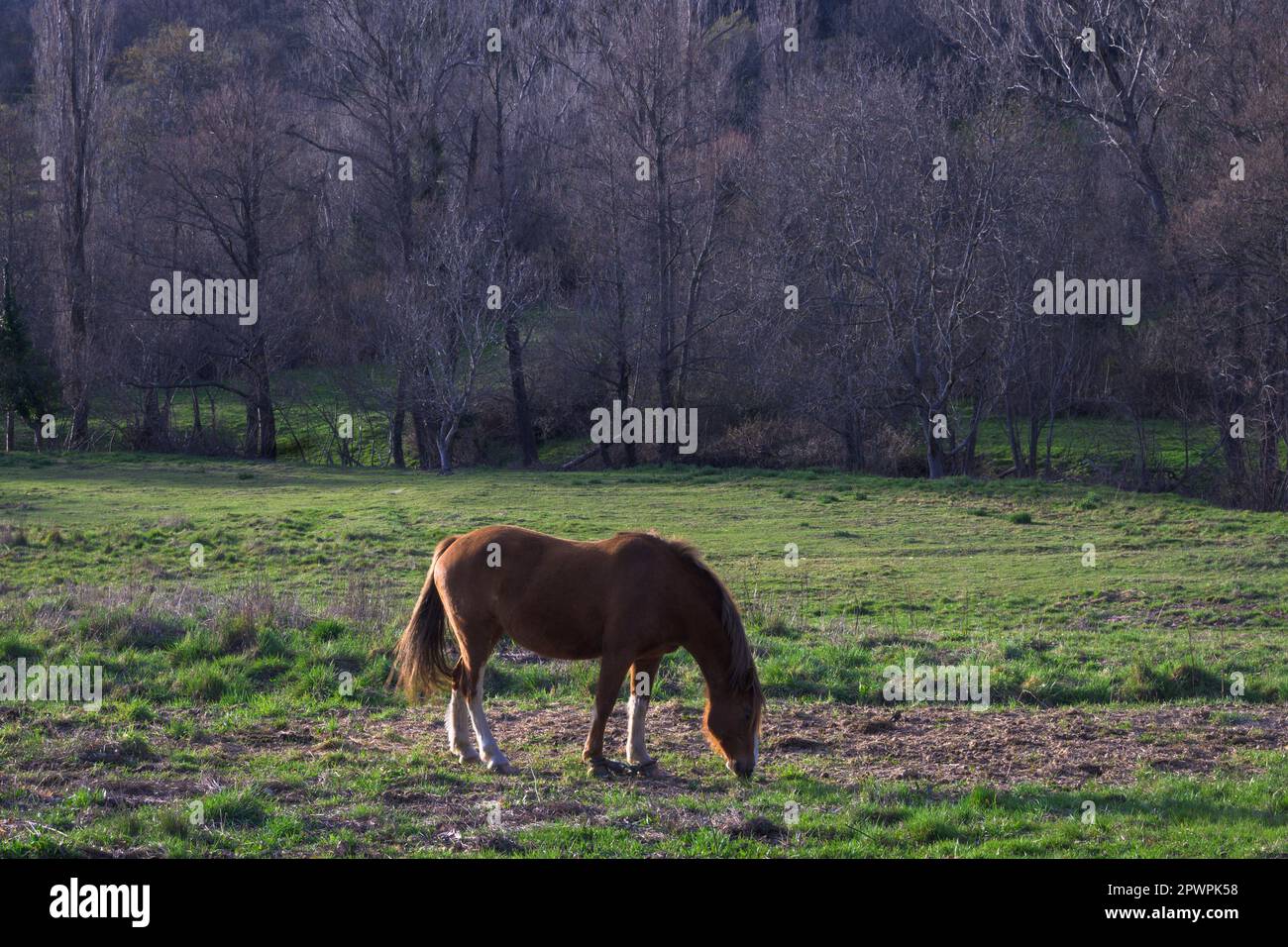 Braunes Pferd auf grasigem Feld mit waagerecht gefesselten Vorderbeinen Stockfoto