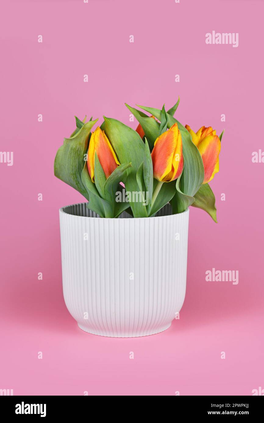 Orangefarbene und gelbe „Tulipa Flair“-Tulpe in Blumentopf auf pinkfarbenem Hintergrund Stockfoto