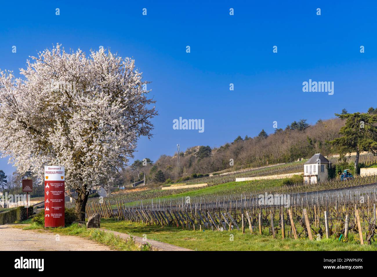 Weinstraße (Route des Grands Crus) in der Nähe von Gevrey-Chambertin, Burgund, Frankreich Stockfoto