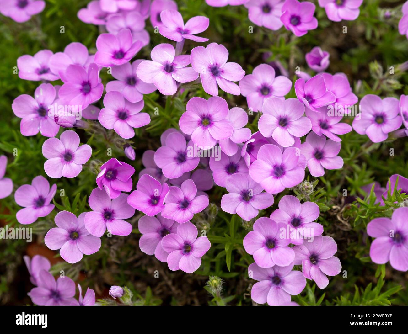 Hübsche kleine rosa violette Blumen von Phlox Douglasii Sorte Eva Stockfoto
