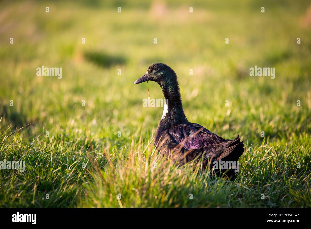 Pommersche Ente, eine vom Aussterben bedrohte Entenrasse aus Deutschland (Pommernente) Stockfoto