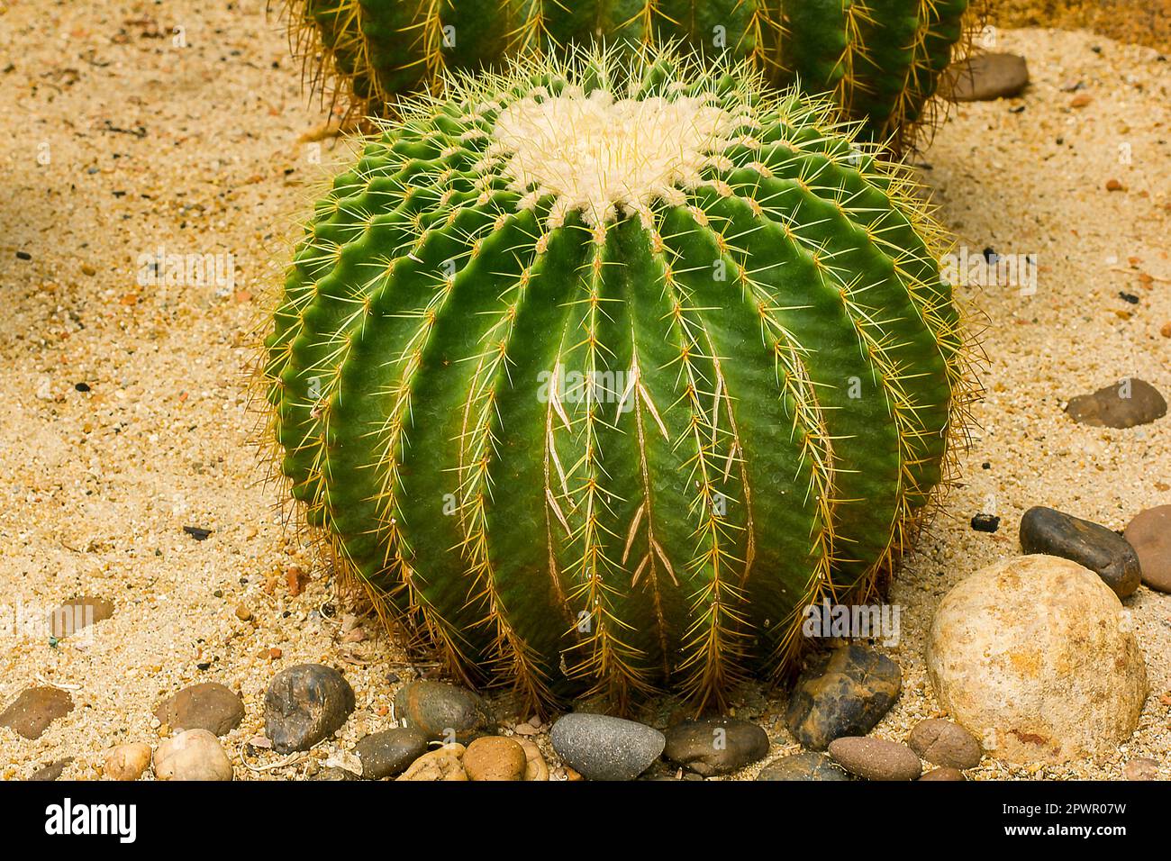 Echinocactus grusonii Hilda Cactus ist eine beliebte Sorte Stockfoto