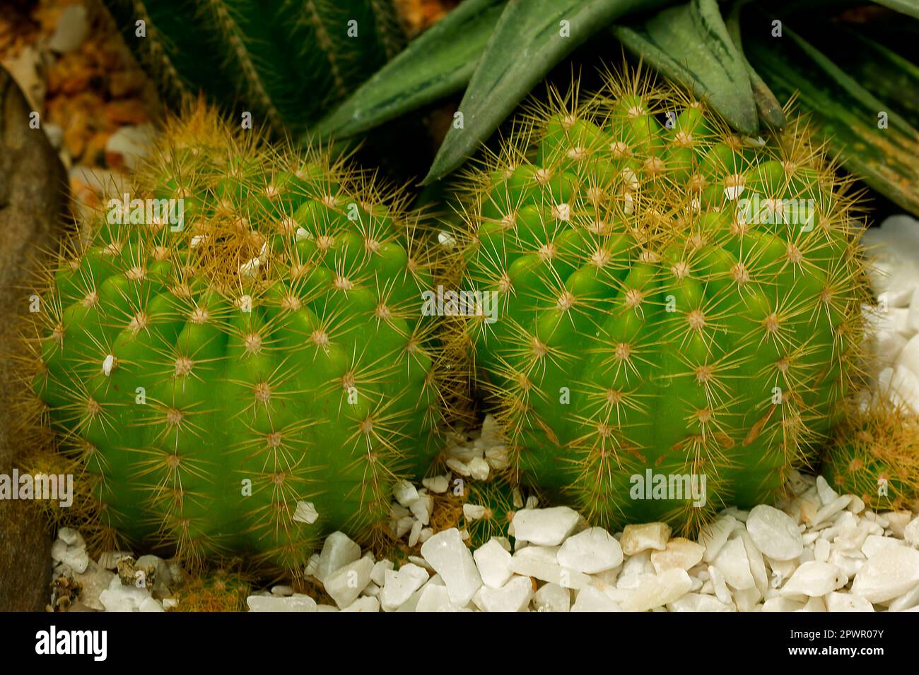 Echinocactus grusonii Hilda Cactus ist eine beliebte Sorte Stockfoto