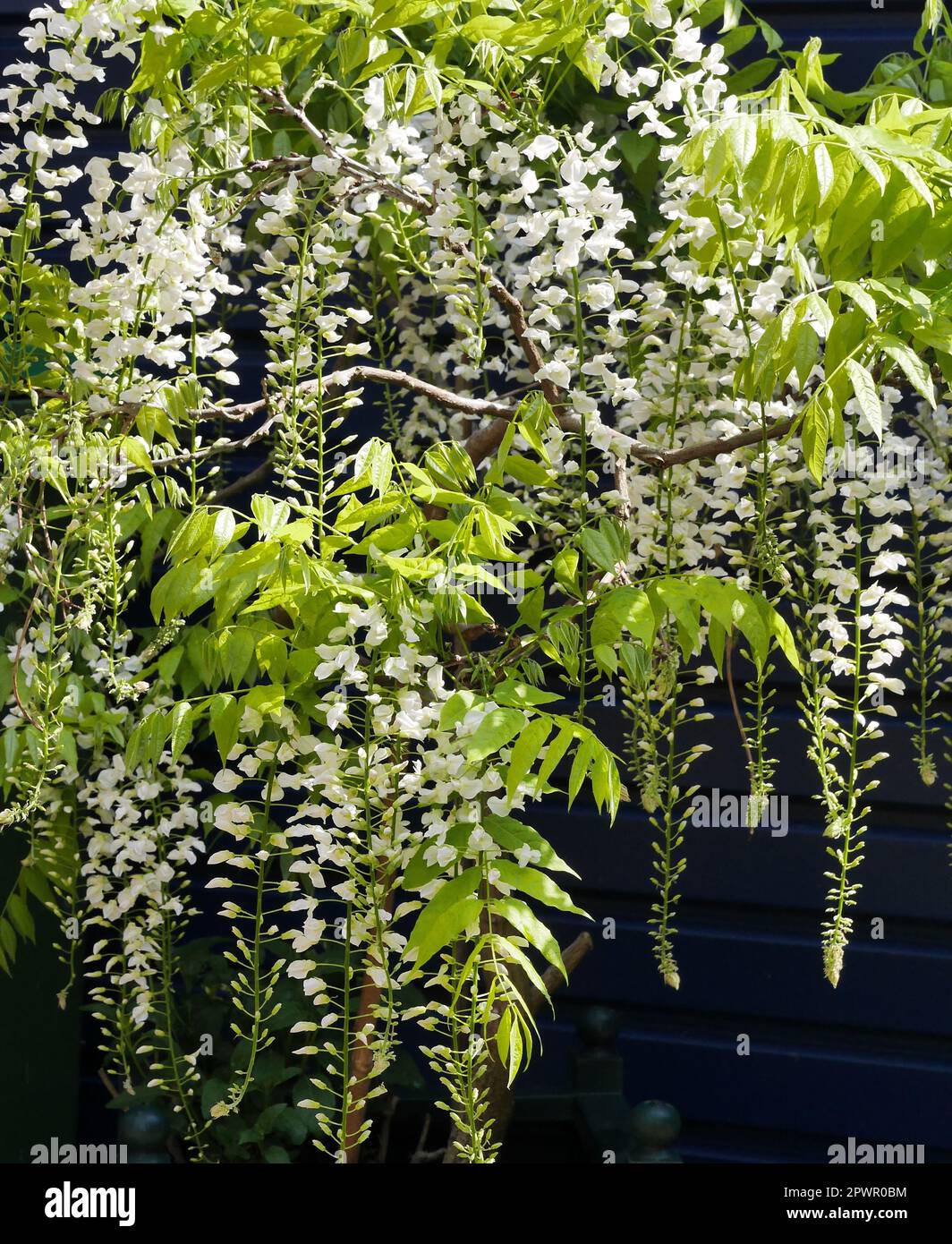 Weiße Wisteria Flowers Stockfoto