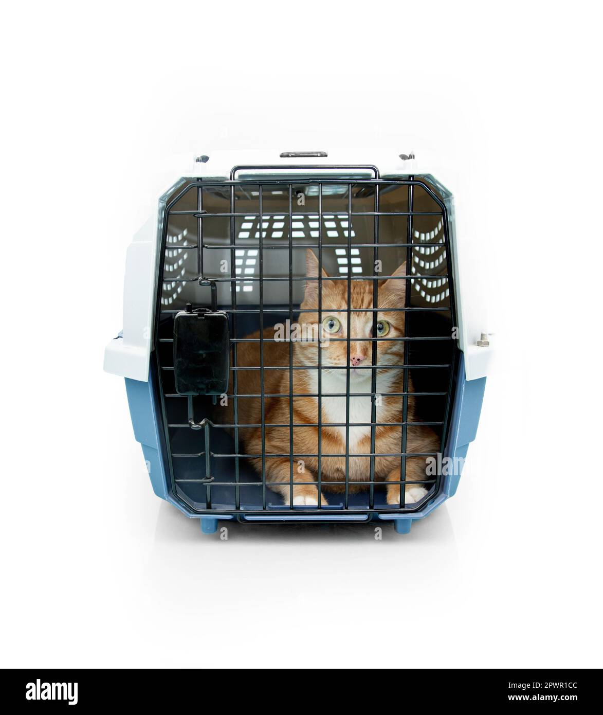 Ingwerkatze in einem Tiertransporter, bereit für die Reise. Isoliert auf weißem Hintergrund Stockfoto