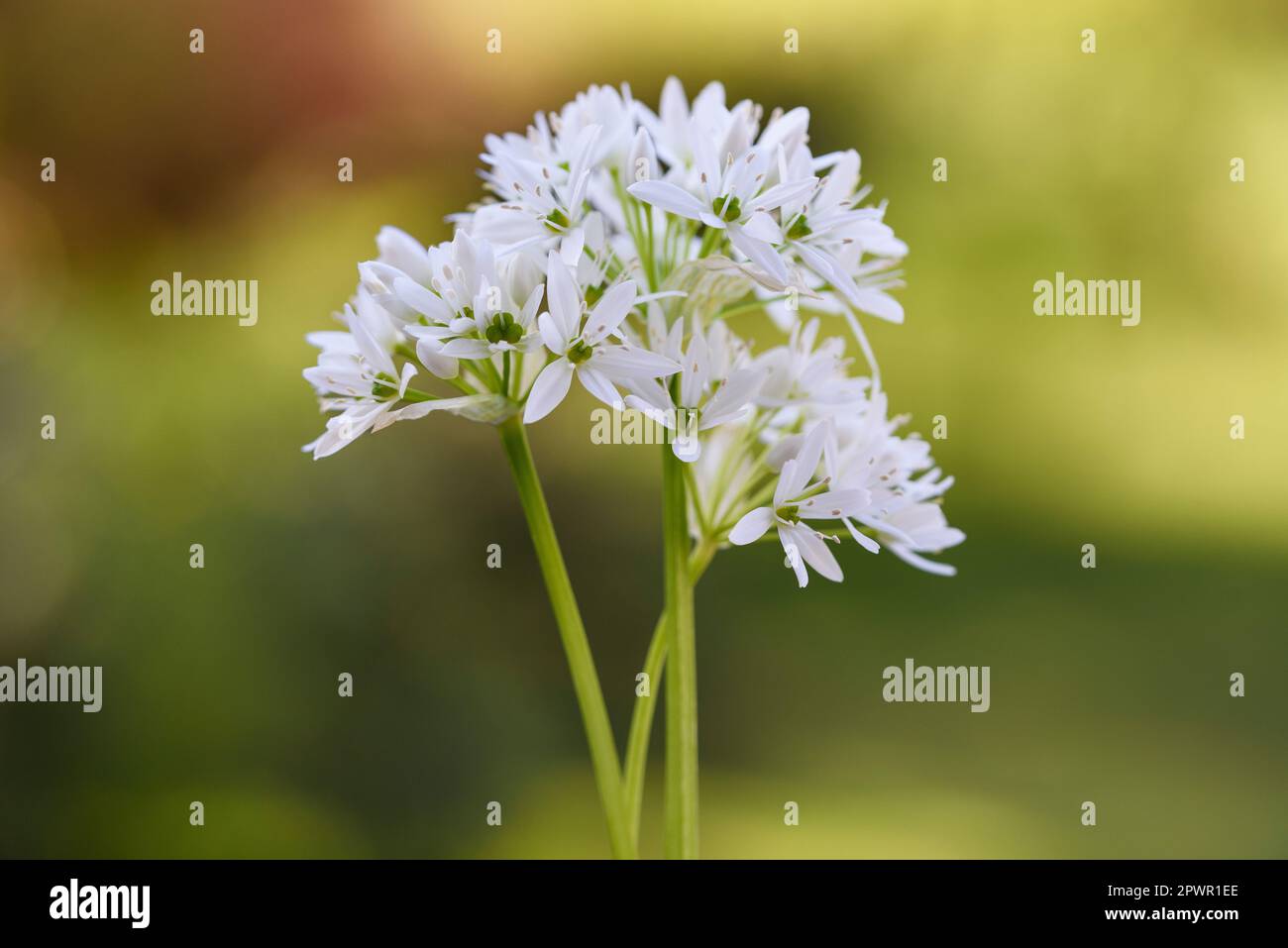 Wilde Knoblauchblumen auf grünem, verschwommenem Hintergrund Stockfoto