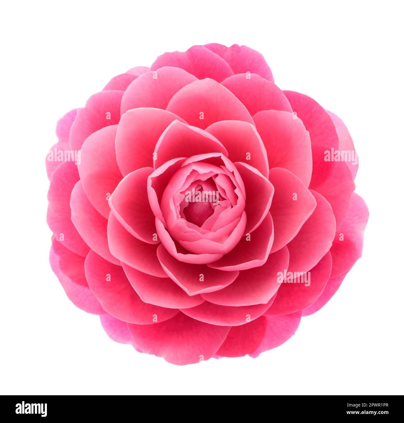 Rosafarbene Kamelienblume isoliert auf weißem Hintergrund Stockfoto