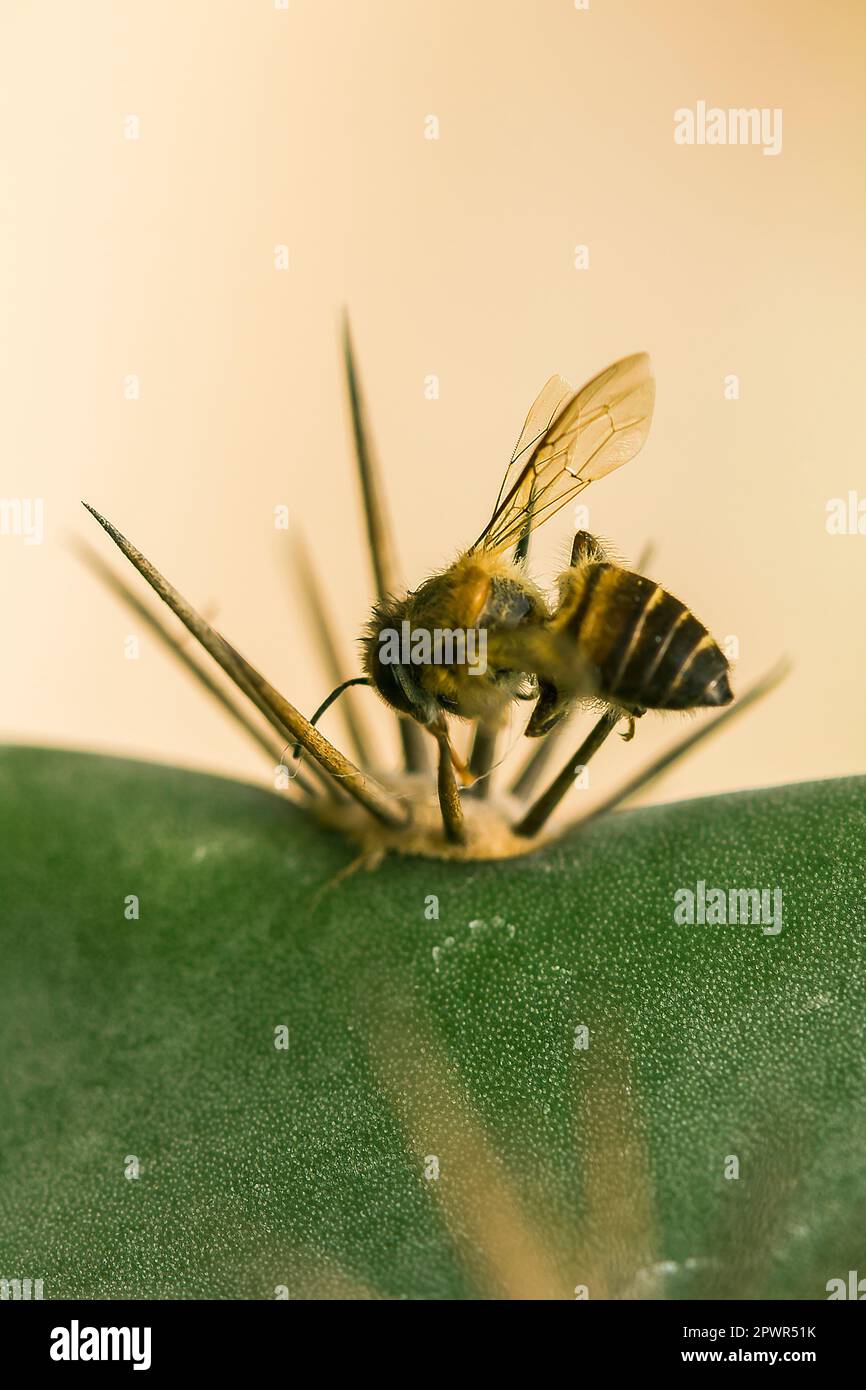 Die Biene stirbt mit einem spitzen Dorn. Stockfoto