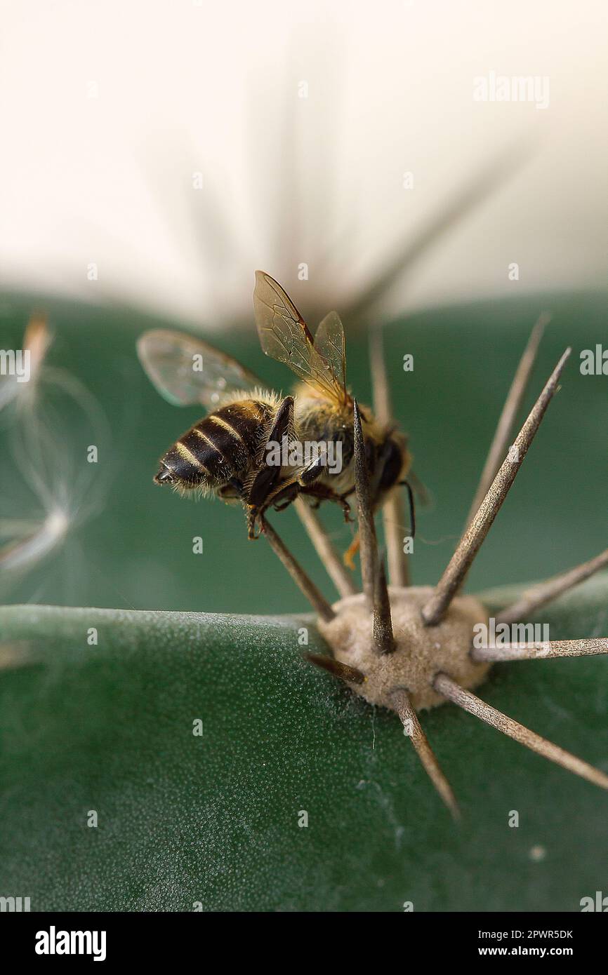 Die Biene stirbt mit einem spitzen Dorn. Stockfoto