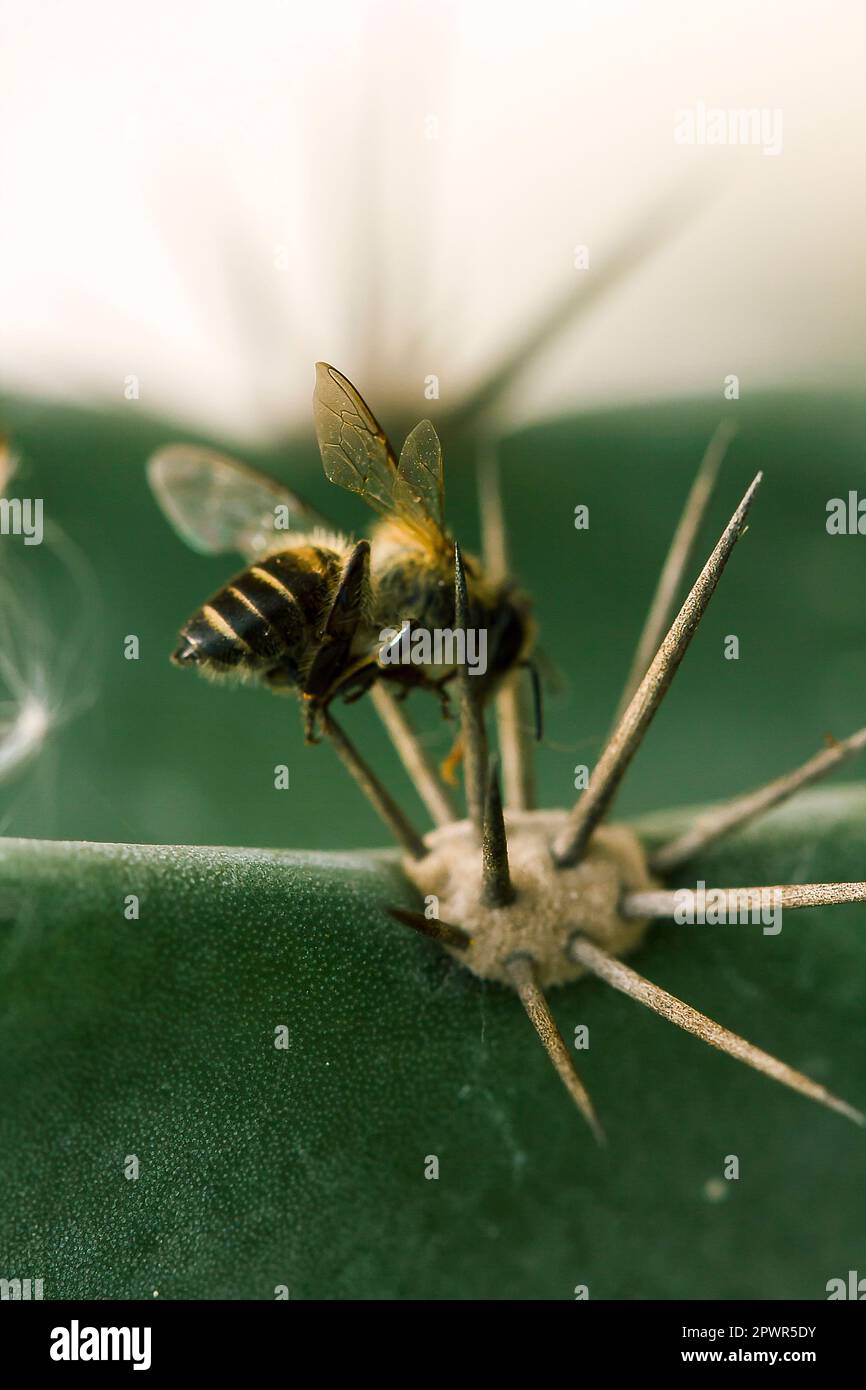 Die Biene stirbt mit einem spitzen Dorn. Stockfoto