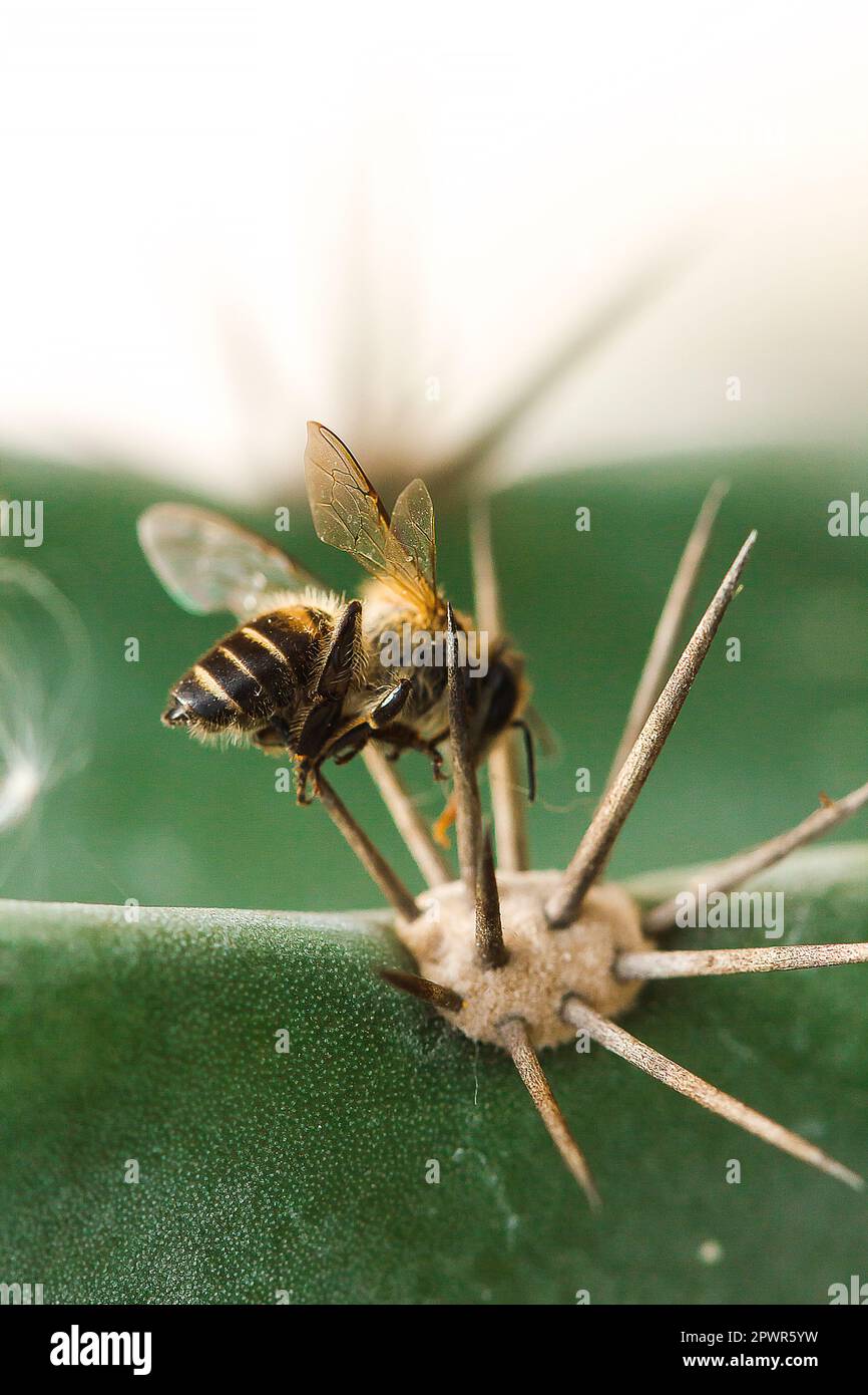 Die Biene stirbt mit einem spitzen Dorn. Stockfoto