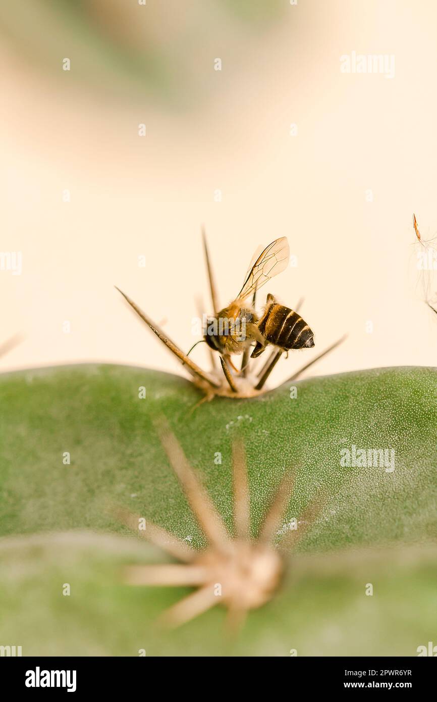 Die Biene stirbt mit einem spitzen Dorn. Stockfoto