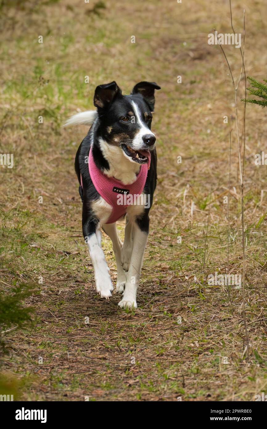 Die Border Collie ist eine Hunderasse, die als die intelligenteste Hunderasse gilt. Sie brauchen auch viel Bewegung. Stockfoto