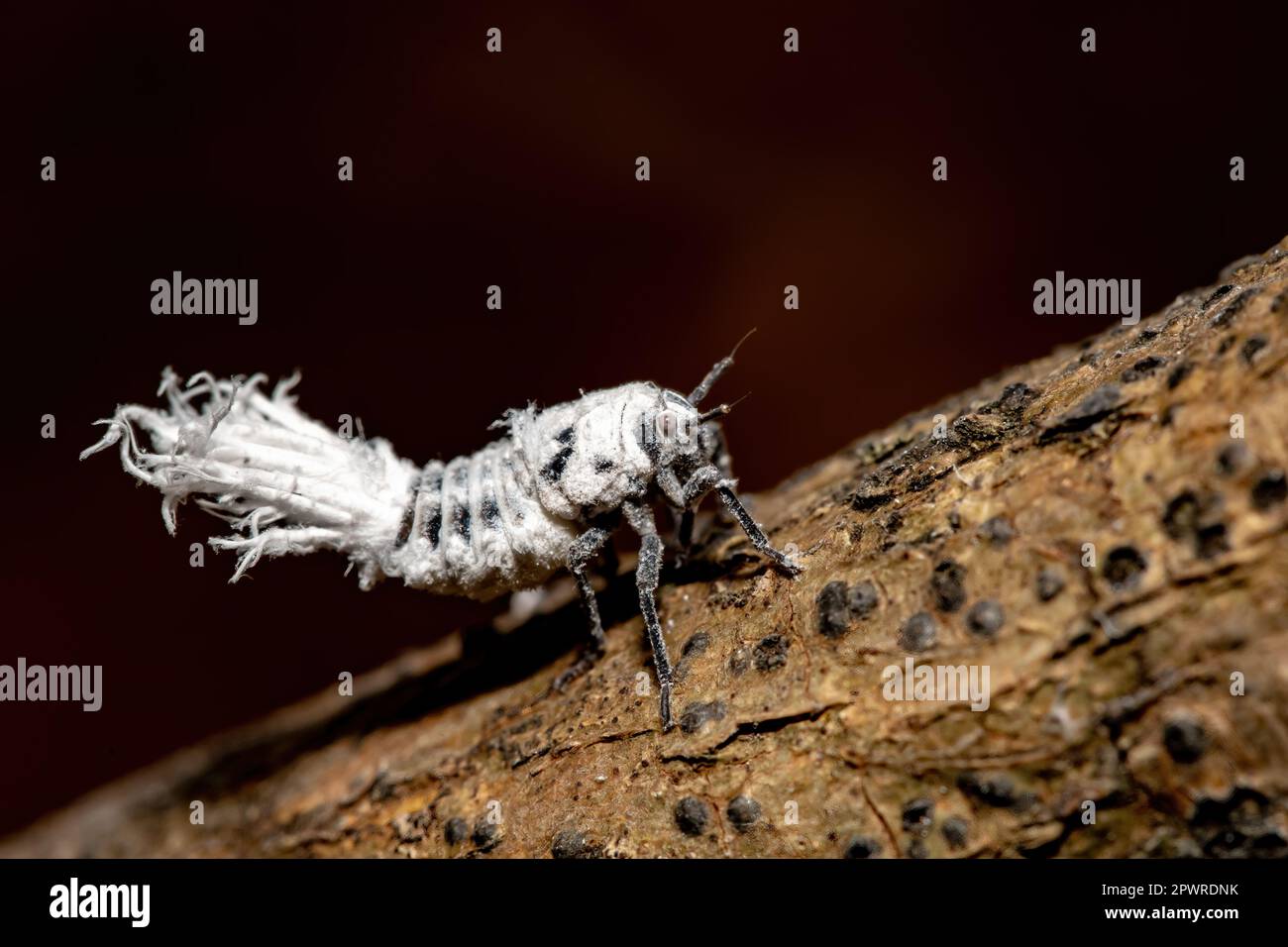 Flatida rosea, der Blumenkäfer oder der Flatid-Leaf-Käfer, ist eine Art von Planthopper in der Familie Flatidae. Nymphen leben in tropischen trockenen Wäldern in Stockfoto