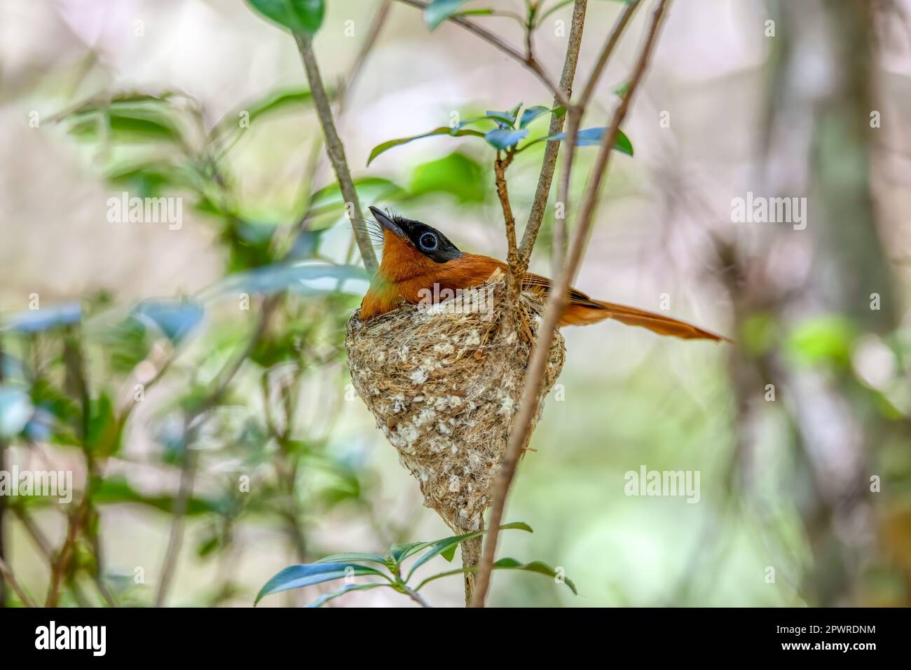 Wunderschöner Vogel Madagaskar Paradies Fliegenfänger (Terpsiphone mutata), weiblich im Nest, endemische Vogelarten in der Familie Monarchidae. Andasibe-Mantadia Stockfoto