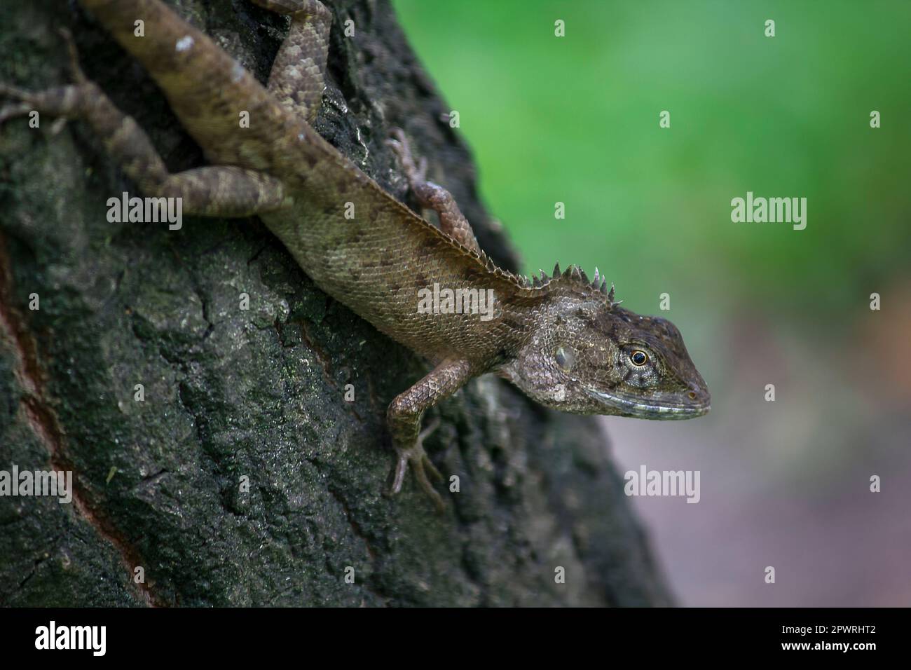 Eine Eidechse klettert auf einen Baum. Stockfoto