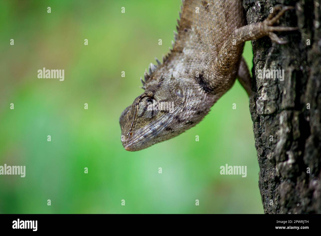 Eine Eidechse klettert auf einen Baum. Stockfoto