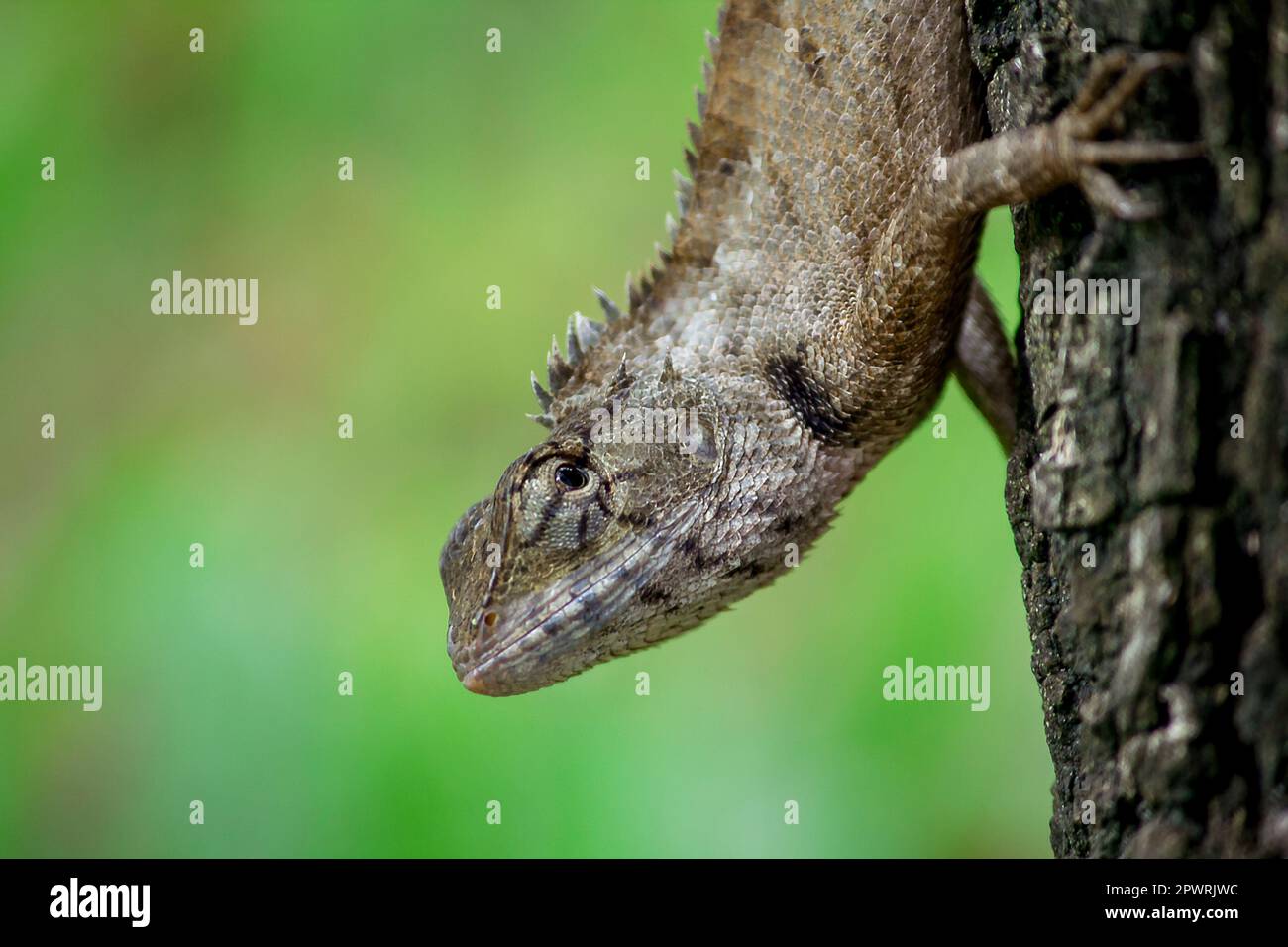 Eine Eidechse klettert auf einen Baum. Stockfoto