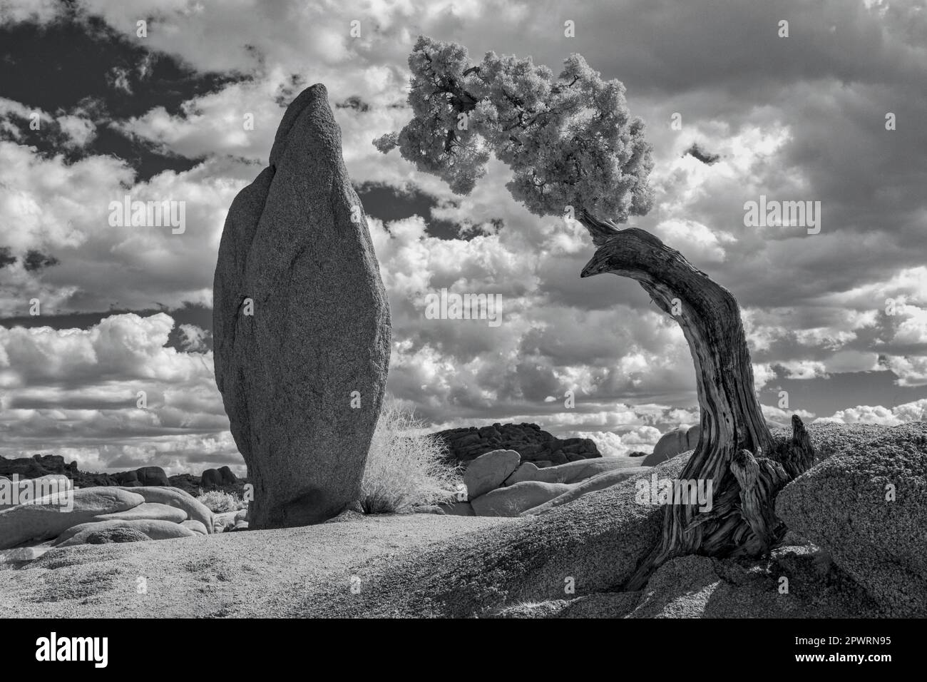 Granitfelsen in Spire-Form, kombiniert mit einem alten Wacholderbaum. Fotografiert mit einem Canon R5, der mit einem 720nm-Infrarotsensor umgewandelt wurde. Stockfoto