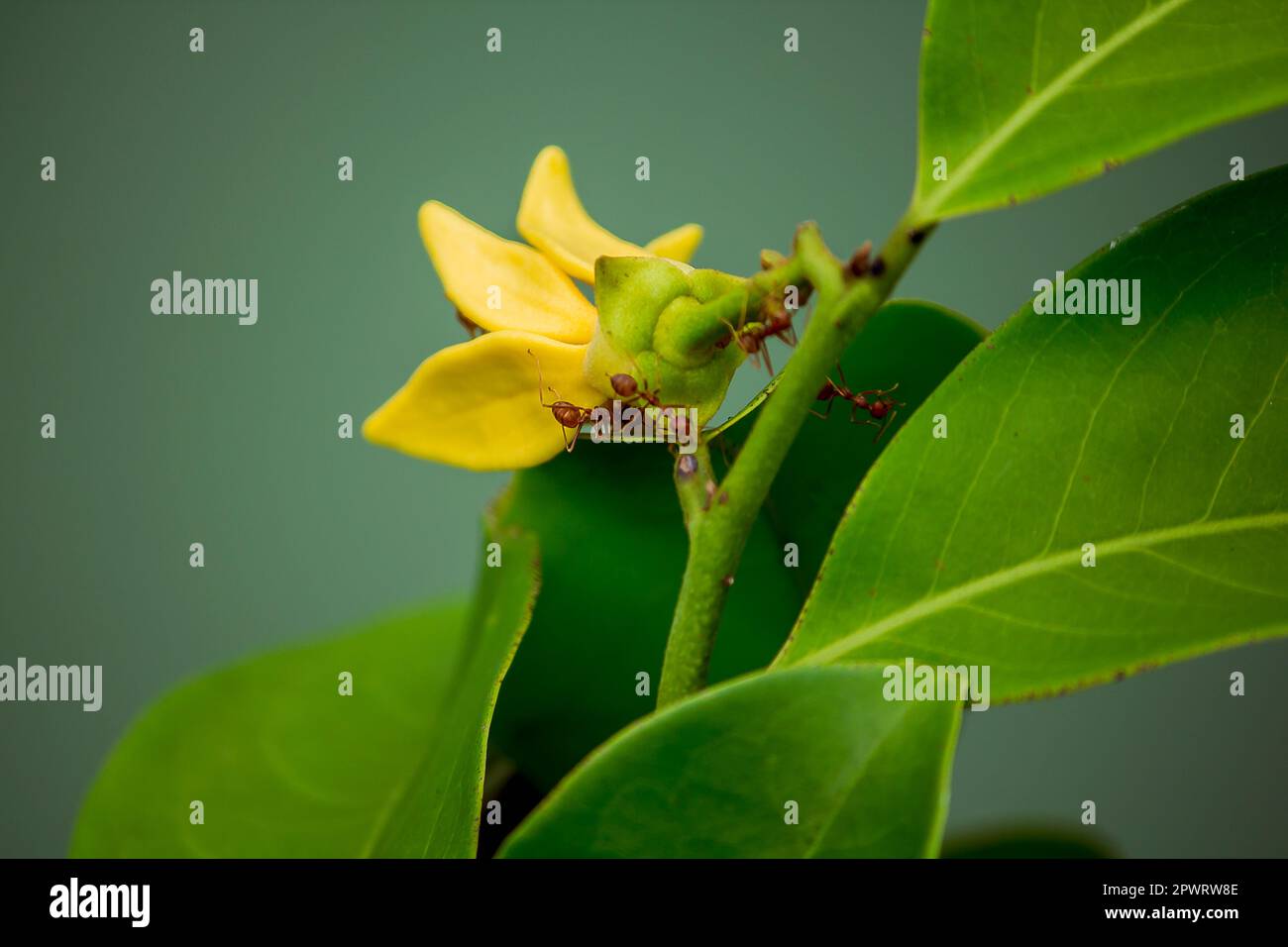 Ameisen auf dem Ylang-Ylang Stockfoto