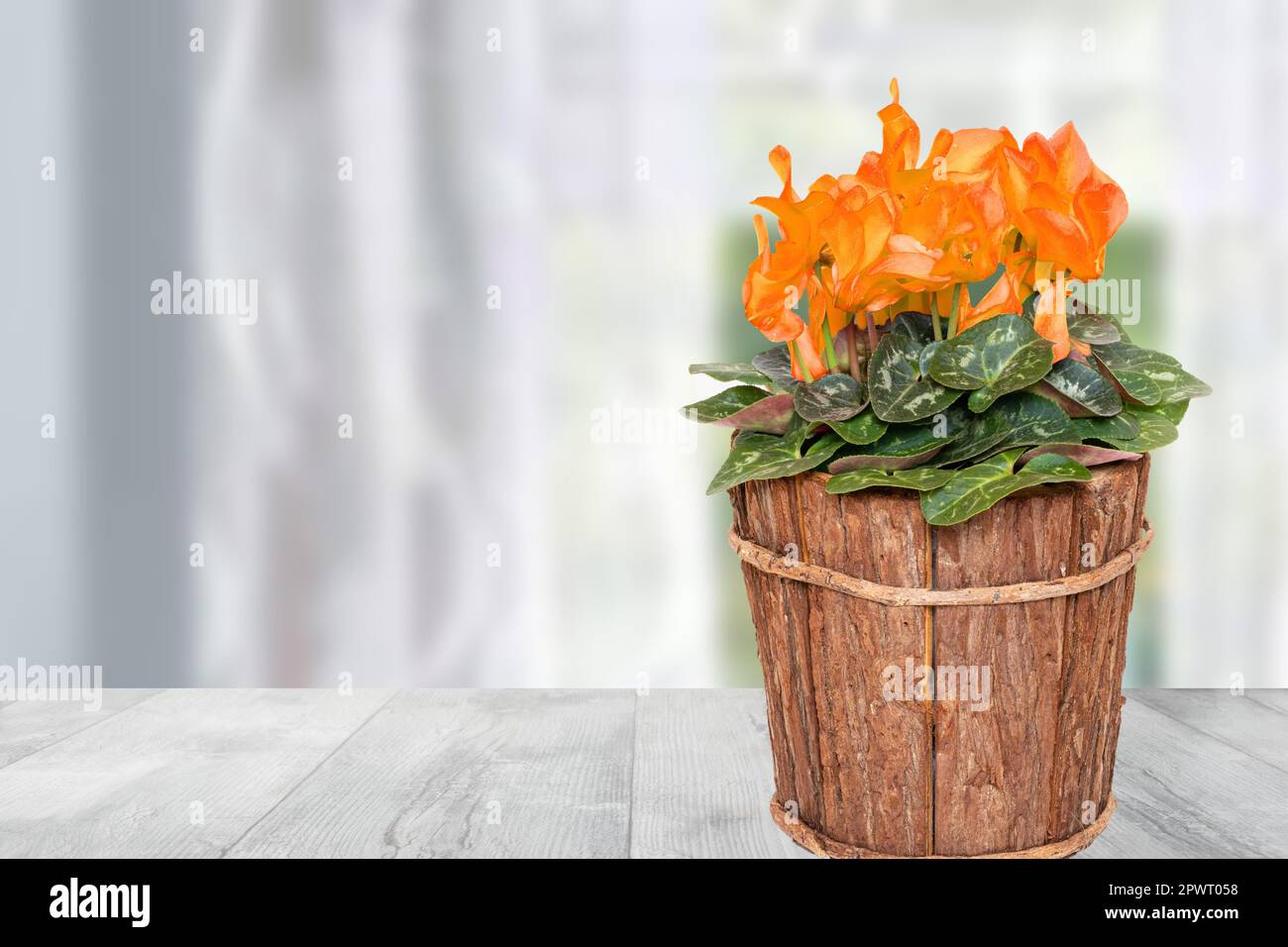 Dekoration Blume Hintergrund. Nahaufnahme eines schönen, frisch blühenden Cyclamen in einer Holzvase auf dem Tisch über einem abstrakten, verschwommenen Vorhang. Vorlage Stockfoto