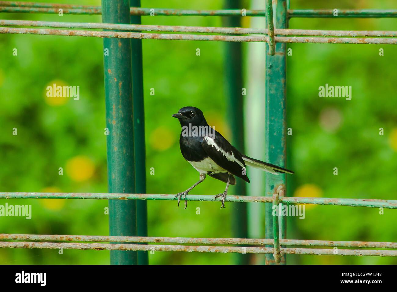 Orientalische Elster robin am Zaun Stockfoto