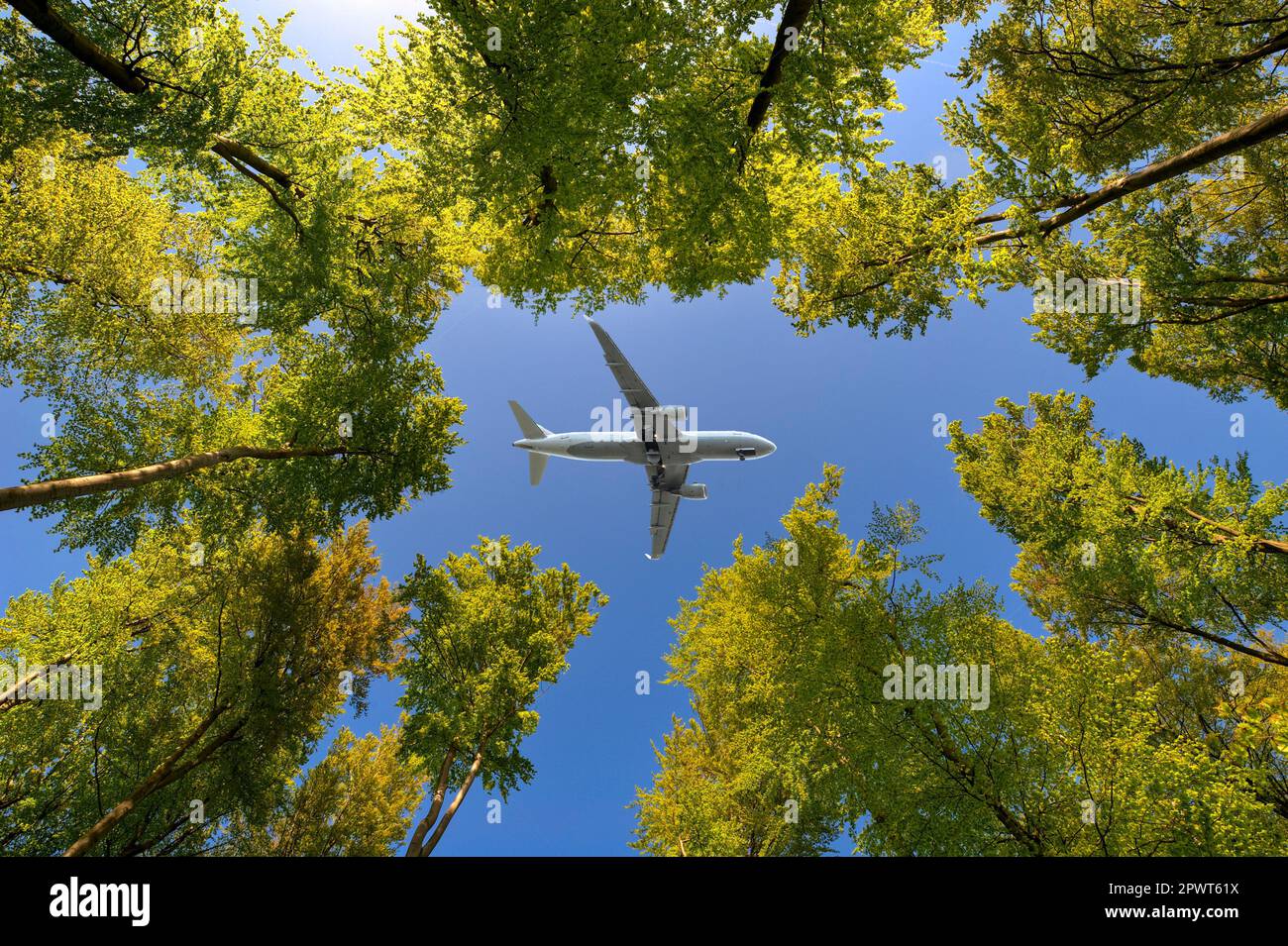 Ein kommerzielles Flugzeug fliegt im Sommer durch die Lücke in einem Laubwald Stockfoto