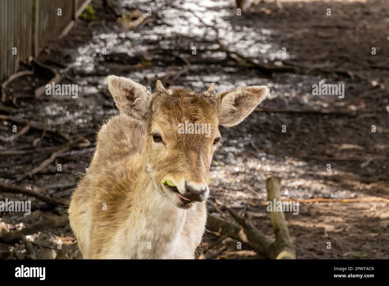 Damhirsch, Dama dama, Feen, junger Mann mit Geweihknöpfen, der im Wildpark isst, Hilversum, Niederlande Stockfoto
