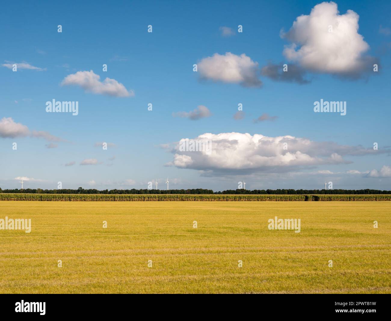 Unkrautvernichter, Glyphosat, ein chemisches Herbizid, wurde auf das Feld gesprüht, um Unkräuter in Flevopolder, Niederlande, zu bekämpfen Stockfoto