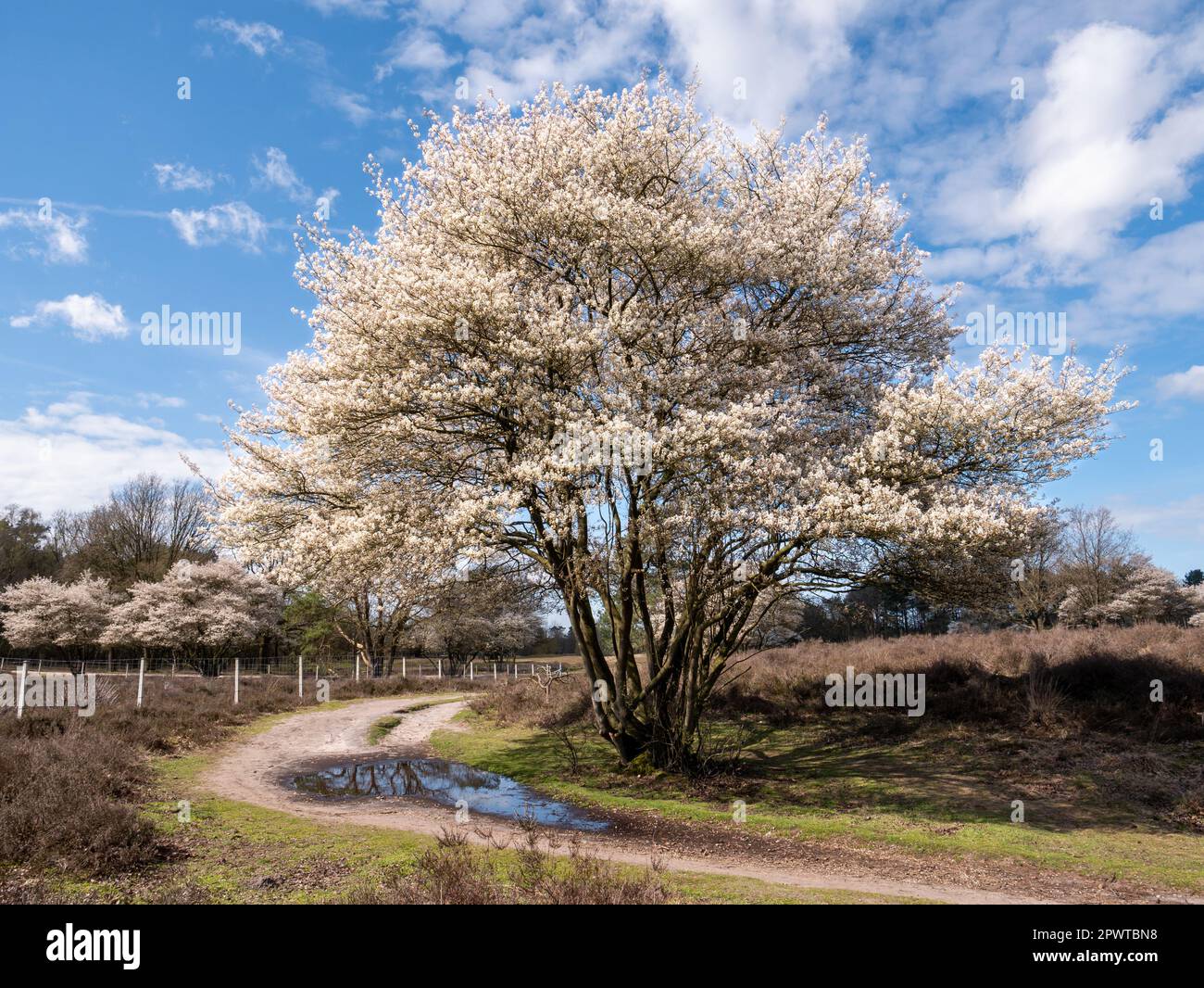 Juneberry- oder verschneiter mespilusbaum, Amelanchier lamarkii, mit weißen Blumen und Fußweg mit Puddeln nach Regen im Naturschutzgebiet Zuiderheide Netherla Stockfoto