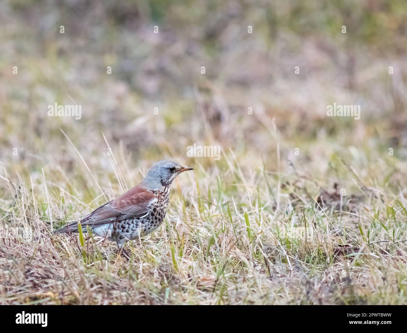 Auf der Wiese sitzt ein Song Trush (Turdus philomelos) Stockfoto